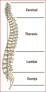 what is the hole in the vertebrae called