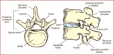 vertebrae anatomy